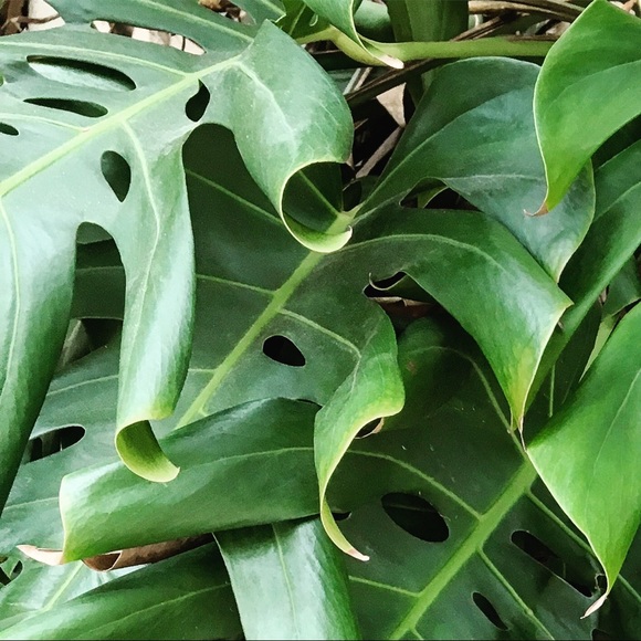 Meet your Posher, Zoe - Picture 1 of 1